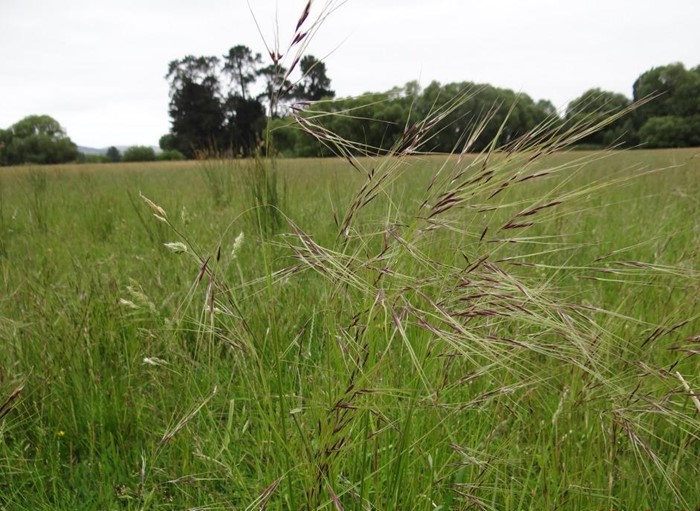 Landowners urged to be cautious of potential pest plant ...