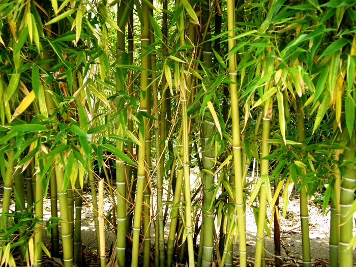 Bamboo control at Kowhai Park, Whanganui - Horizons Regional Council